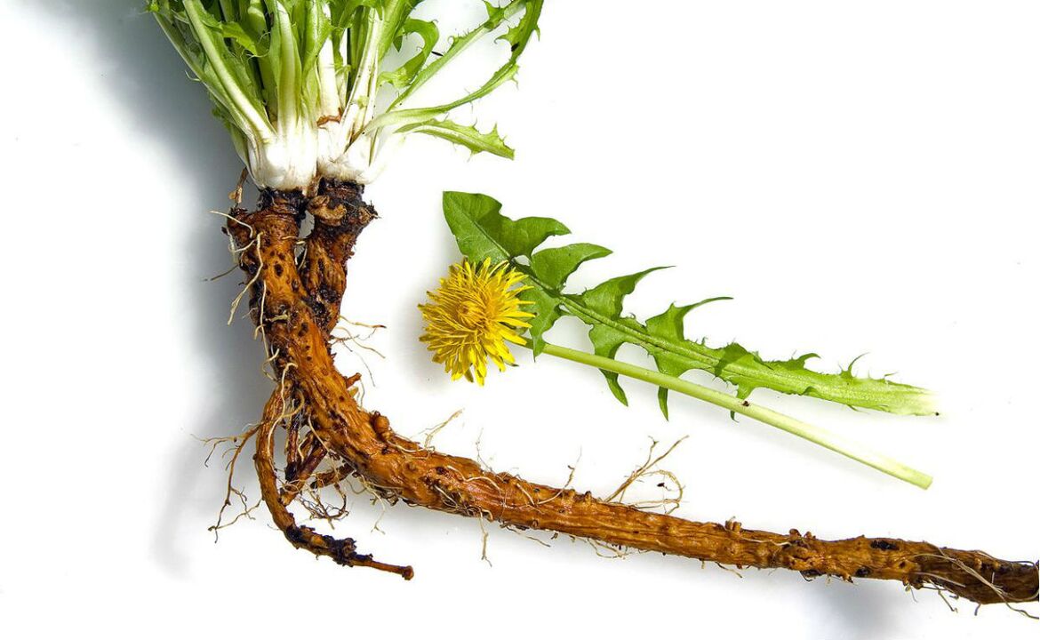 dandelion erroa zerbikaleko osteokondrosiaren tratamendurako